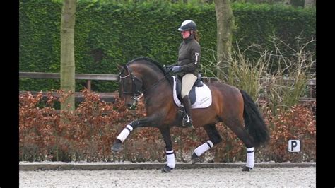 andalusian pre sport dressage stallion andalusier youtube