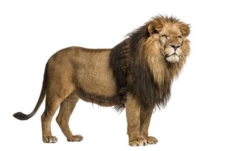Lion Transparent File PNG All PNG All