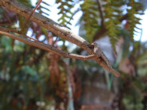 Stick Bugs Have Sex For Two Months Straight Smart News Smithsonian