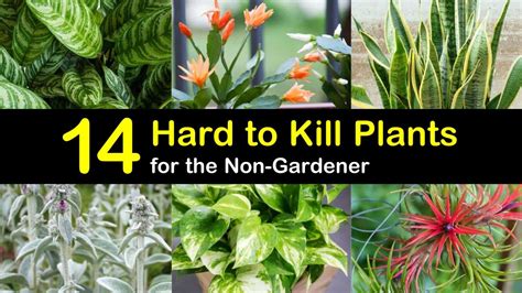 14 Hard To Kill Plants For The Non Gardener