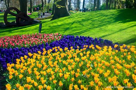 Jednak ciężko powiedzieć, gdzie dokładnie się narodziły. Park Keukenhof - holenderski ogród kwiatowy