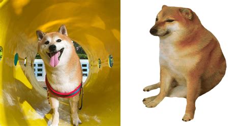 Run Free Cheems Iconic Doge Meme Dog Passes Away At 12 Philstar Life