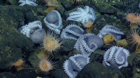 Researchers Just Discovered The Largest Cluster Of Deep Sea Octopuses