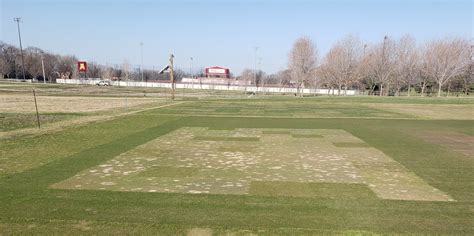 Evaluating Fine Fescues For Golf Greens In Cold Climates Low Input Turf