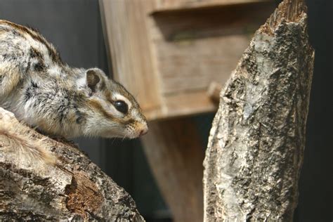 Kostenlose Foto Natur Tier Tierwelt Zoo Säugetier Eichhörnchen