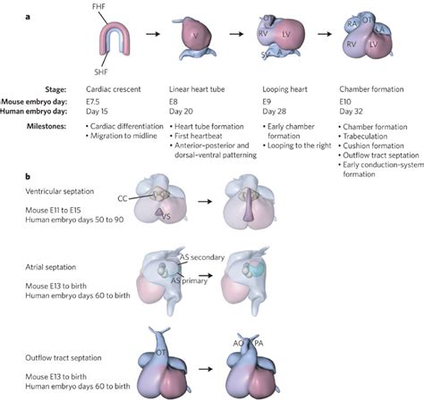Development Of Heart Embryology Video Medchrometube