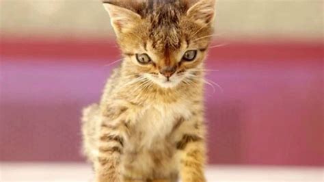 1 932 tykkäystä · 14 puhuu tästä. Animals with Down syndrome | Katzenbabys, Ausgestopftes ...