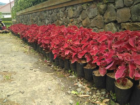 Tanaman Miana | Tanaman Hias Bayam Merah - Tukang Taman Minimalis
