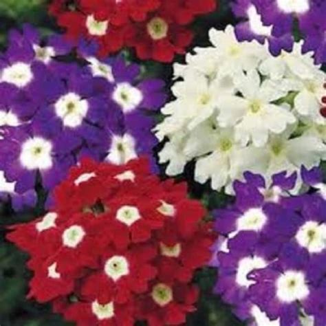 35 Verbena Obsession Mix Perennial Flower Seeds Etsy