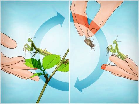 How To Tame A Praying Mantis 5 Steps With Pictures Wikihow