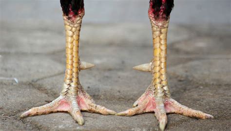 Ayam bangkok dengan jenis kaki paling ditakuti. Bentuk Dan Model Kaki Ayam Petarung Pukul Saraf/Ko - Ayam ...
