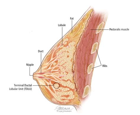 Anatomy of the breast 1. 33 Correctly Label The Following Tissues Of The Digestive Tract. - Labels Information List