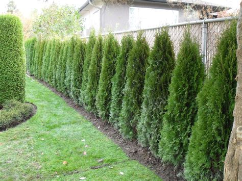 Best Plant Hedges Fence For Small Space Home Decorating Ideas