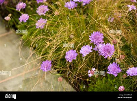 Scabiosa ‘vivid Violet Pincushion Flower Stock Photo Alamy
