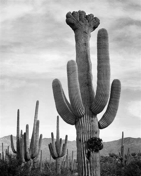 Full View Of Cactus With Others Surrounding Saguaros Saguaro National