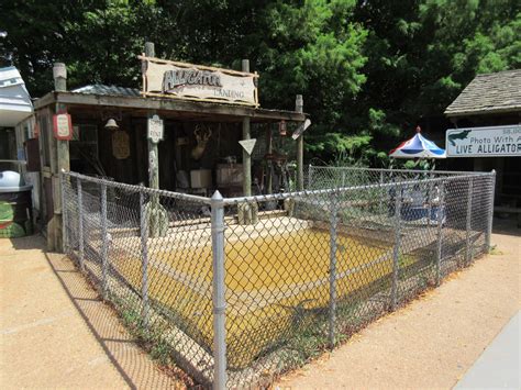 Alligator Exhibit For Juveniles Zoochat