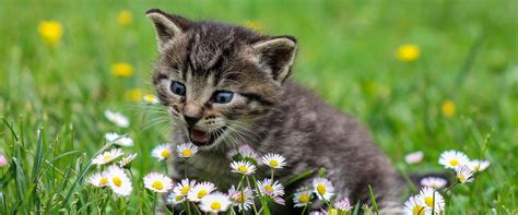 As memes go, it is achingly bad and exclusively used in the way of actual condescension. Goed nieuws: 'kat' blijkt bedreigde diersoort ...