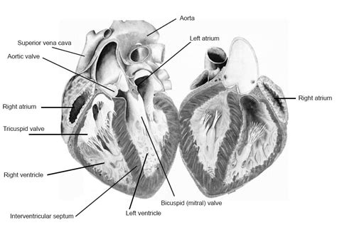 Heart Dissection Carolina Biological Supply