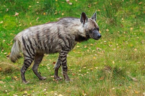 Top 130+ Nocturnal animals in georgia - Merkantilaklubben.org