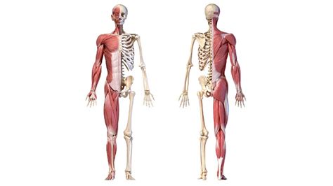 Need To Know Guide To Musculoskeletal Health