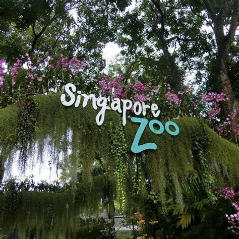 Singapore Zoo Tickets Singapore Zoo Location And Opening Hours