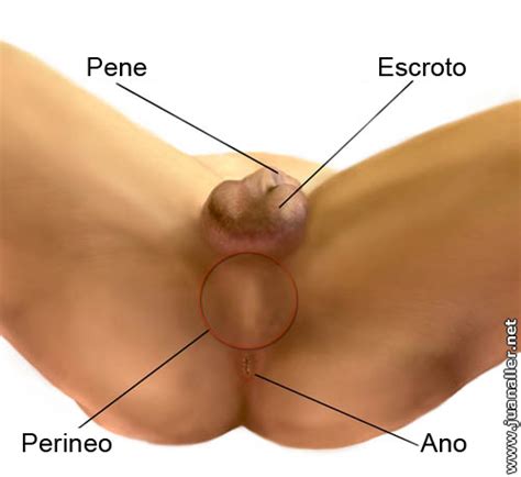 Masturbaci N Anal Masculina Algun Practicante Mediavida