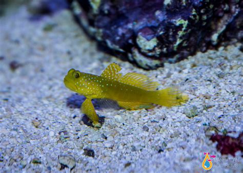 Yellow Watchman Goby Manhattan Aquariums