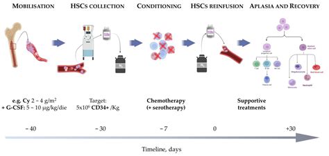 Bioengineering Free Full Text Hematopoietic Stem Cell Transplantation For The Treatment Of