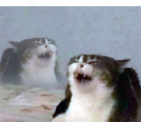 Cat Laughing Template Cats Know Your Meme