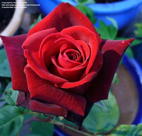 Plantfiles Pictures Hybrid Tea Rose Deep Secret Rosa By Hortensia