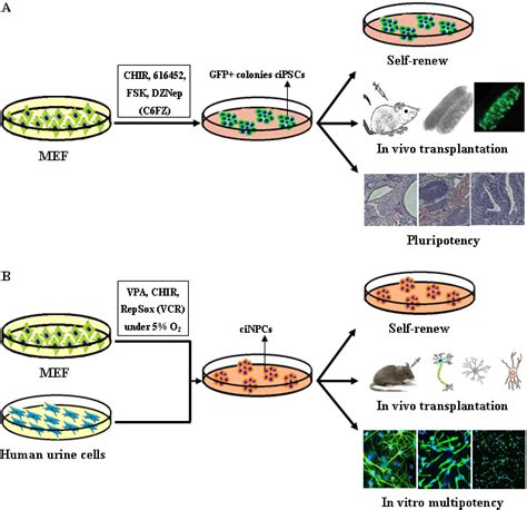 Chemical Based Reprogramming To Chemically Induced Pluripotent Stem