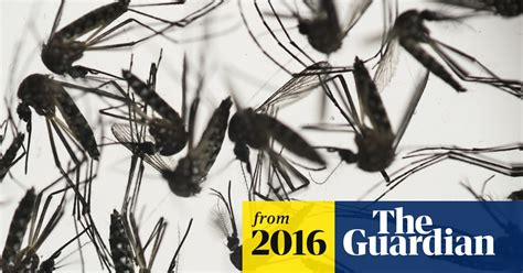 Zika Virus Spreading Explosively Says World Health Organisation