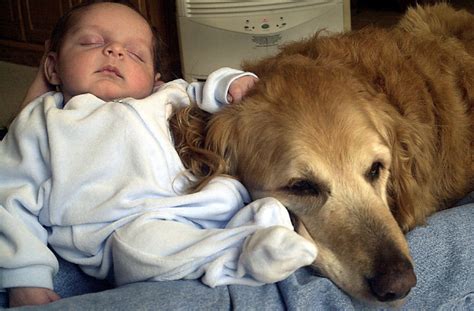 How to make a baby (video 2010). Family dog helps make baby healthier | The Star