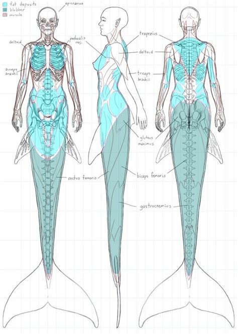 A Gorgeous Dissection Of Mermaid Anatomy Mermaid Art Art Reference
