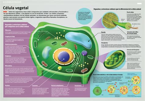 Infografia De La Celula Animal Estructura Bioenciclopedia Images