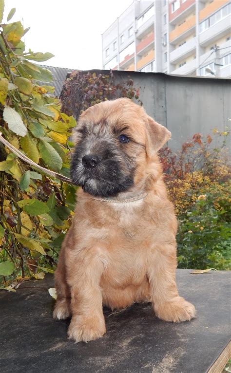 Lancaster puppies has wheaten terrier puppies and other hypoallergenic dogs for sale. Soft-Coated Wheaten Terrier, Irish soft coated wheaten Terrier, Dogs, for Sale, Price