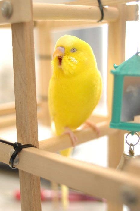 Ummm I Did Not Even Know Birds Could Yawn Budgies