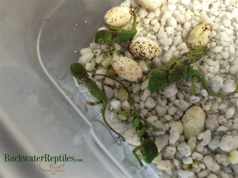 Firstly, it is significant to say that some of the most common chameleons that are kept as pets are veiled, panther and jackson's chameleon and the reproduction of these three species is not really the same. How to Care for Baby Chameleons