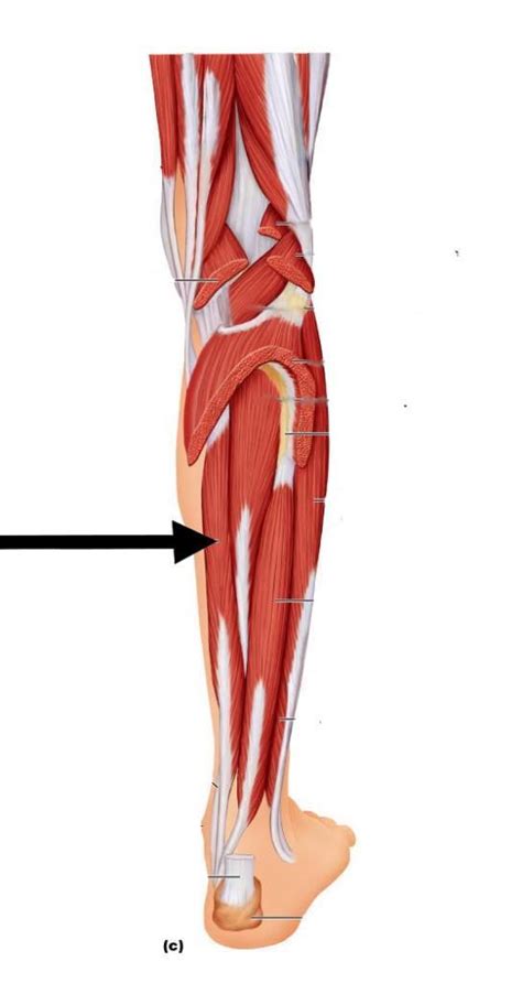 This is the official approximate match mapping between icd9 and icd10, as provided by the general equivalency mapping crosswalk. Leg muscles at Byron Center High School - StudyBlue