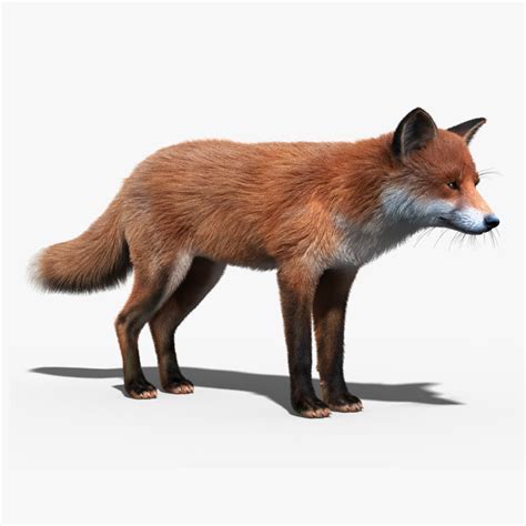 Red Fox 3d Model Free Download
