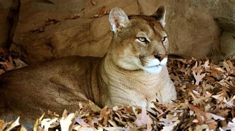 Eastern Us Cougar Declared Extinct 80 Years After Last Sighting