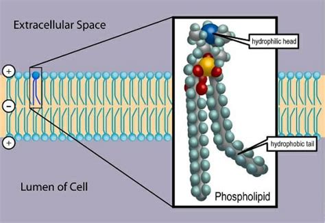 Generally speaking tungsten carbide only dissolves in very strong acids such as hydrochloric acid (hcl) and would not be practical as an answer for this problem. Phospholipid: Definition, Structure, Function | Biology ...