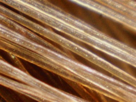 It is always interesting to watch things magnified. My hair magnified by ProScope | Flickr - Photo Sharing!