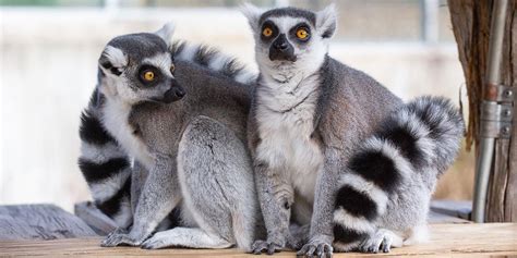 Meet Bentley And Beemer Our Collared Lemur Brothers Smithsonians