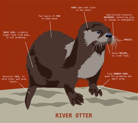 Otter Anatomy By Olivia Heller Medium