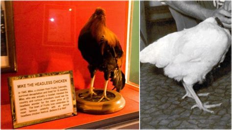Mike the headless chicken festival started back in 1999 in fruita, colorado, as a way to honor mike, the infamous chicken who. "Miracle Mike": The headless chicken that lived for 18 ...