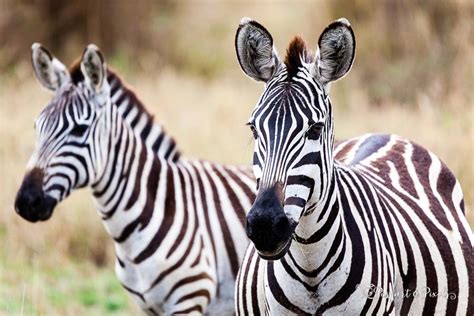 African Safari Animals 32 Amazing Beasts To See In Africa