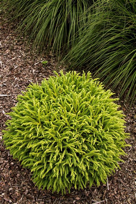 Dwarf Japanese Cedar Conifers Garden Urban Garden Garden Shrubs