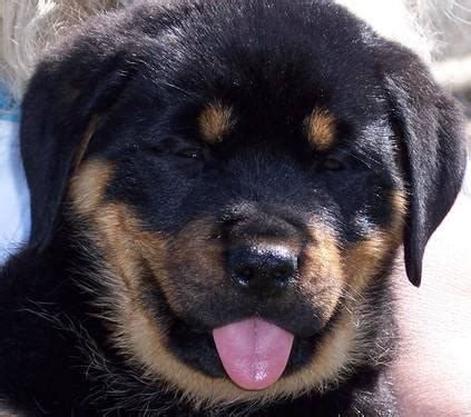 Interesting facts on rottweiler puppies. AKC Rottweiler Puppies Ready To Go for Sale in Bow, Kentucky Classified | AmericanListed.com