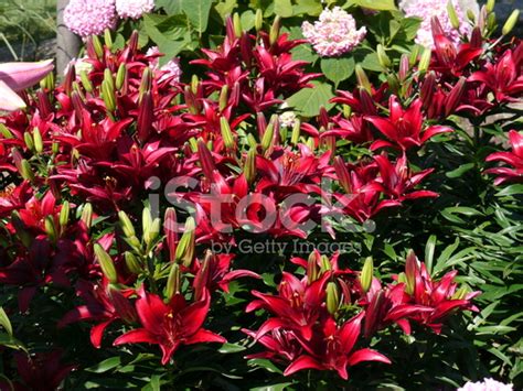 Deep Red Asiatic Lilies Stock Photos